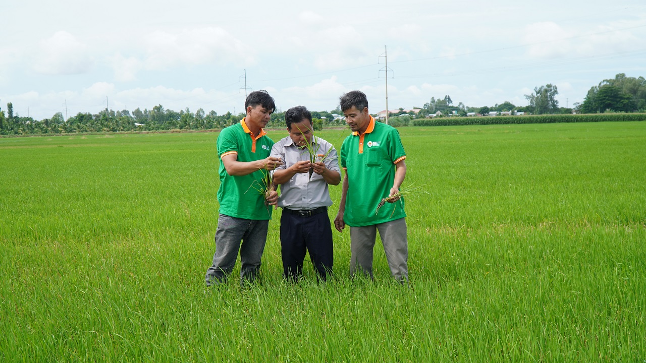 Thế khó của doanh nghiệp gạo