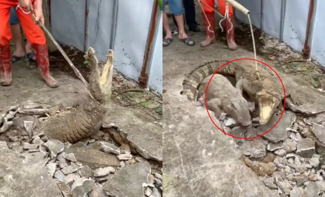 Sinh vật 'khủng' nổi lên từ vết nứt trên vỉa hè, nhiều người giật mình