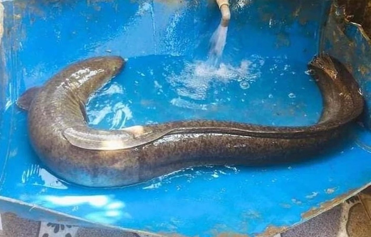Loài cá hiếm dài đến 2m, giá 1.000.000 đồng/kg