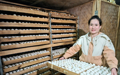 Anh nông dân mỗi năm bỏ túi 3 tỷ đồng nhờ nuôi con hiền lành mê nước