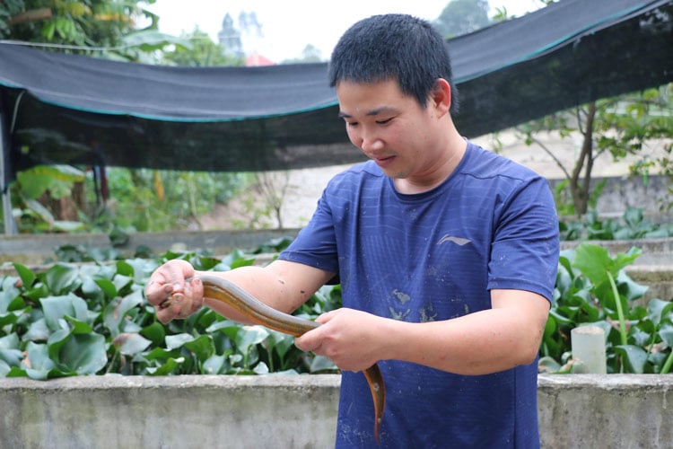 Khởi nghiệp thành công nhờ ấp trứng loài không chân, chàng trai Nghệ An thu lãi nửa tỷ mỗi năm