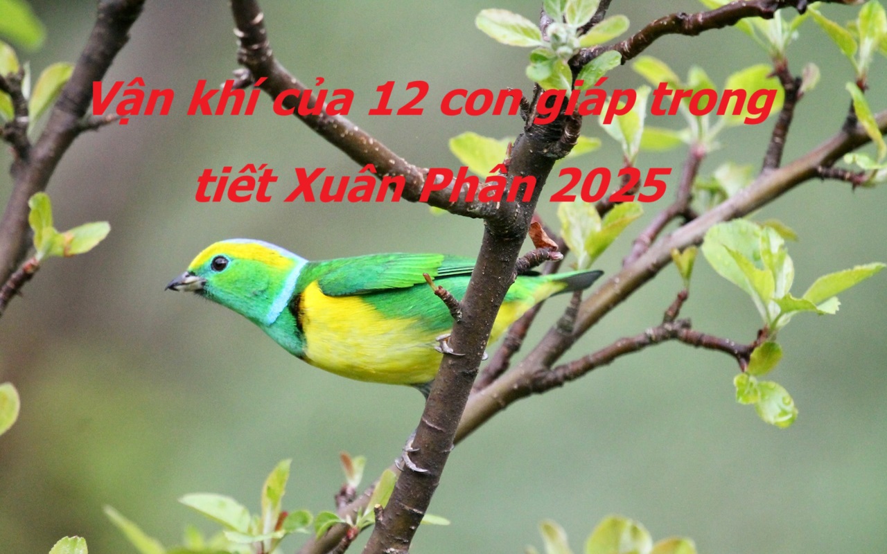 Dự báo thay đổi lớn trong công việc tuần mới với các con giáp tuổi Sửu, Mão, Thìn, Tỵ, Mùi, Thân, Dậu, Tuất, Hợi